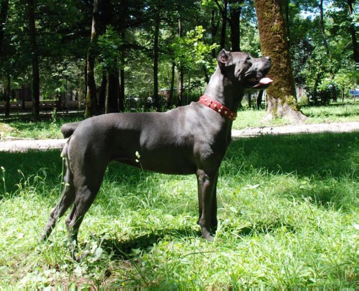 Gate Keeper | Cane Corso 