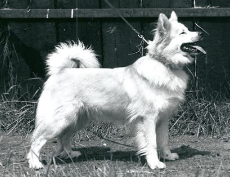 Dufa frá Thytur Stadir | Icelandic Sheepdog 