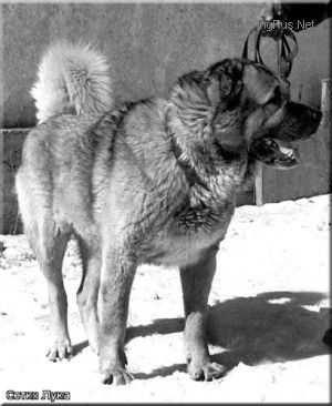 SETKH LUKA | Caucasian Mountain Dog 