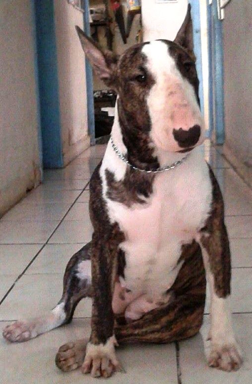 Abba Bulls Queen Bull Thirty | Bull Terrier 