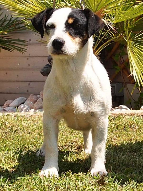 Margot Australian Girl | Jack Russell Terrier 