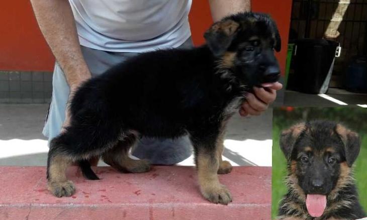 Chaplin von Flargi | German Shepherd Dog 