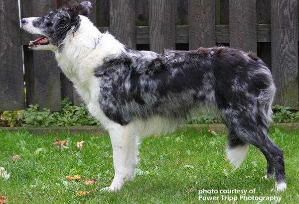 HNH Blue Porsche | Border Collie 