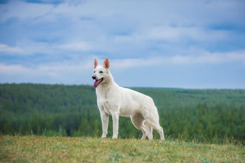 Absolute White Esenia iz Legendy Yakutii | White Swiss Shepherd Dog 