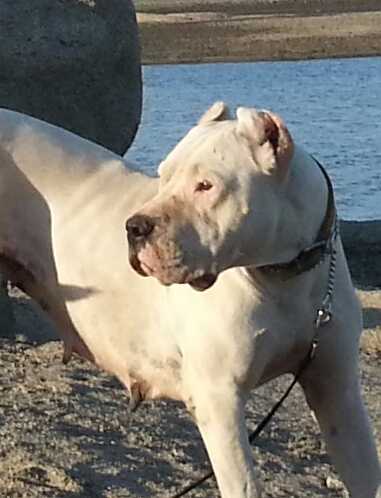 Kira De La Cocha | Argentine Dogo 