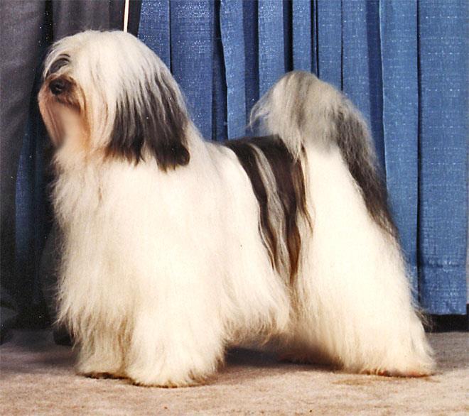 MALISHAR'S SHANG ZU DALGHANI | Tibetan Terrier 