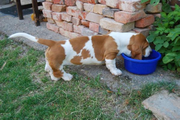 DAFNE GLOOMY CLOWN | Basset Hound 