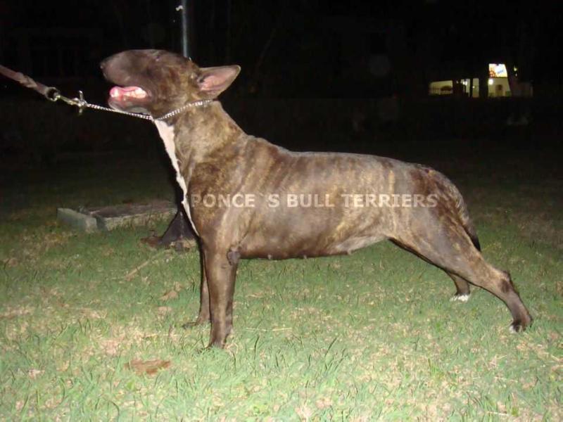 ALIZEE DI MAYA GIRL | Bull Terrier 