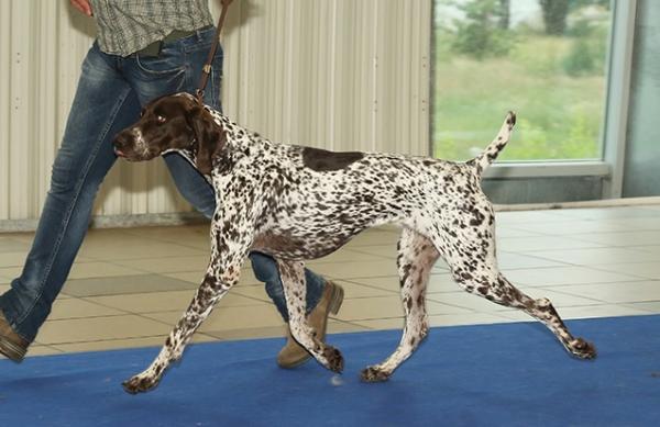 Irbis von den donau-Wirbeln | German Shorthaired Pointer 