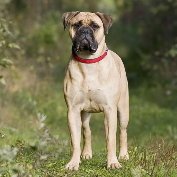 Legionas Aurora | Bullmastiff 