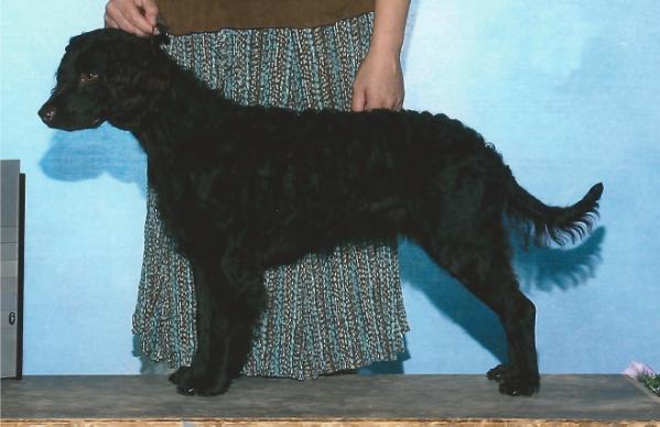 Fowl Play Shobi Notta Doodle | American Water Spaniel 