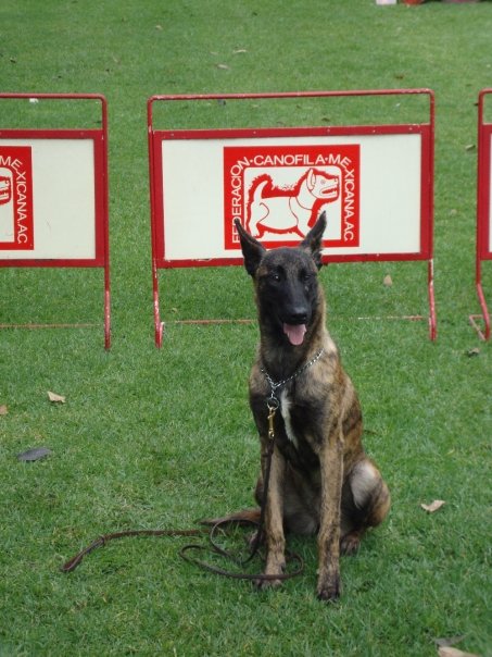 Moonligth blue jomr (Mar) | Dutch Shepherd 