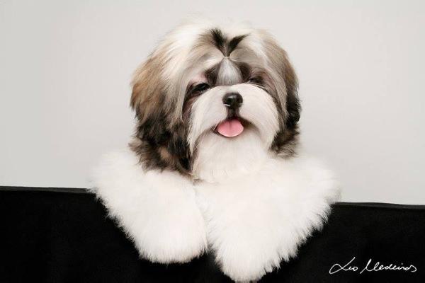 PAR D´ELLAS COQUETTE | Shih Tzu 