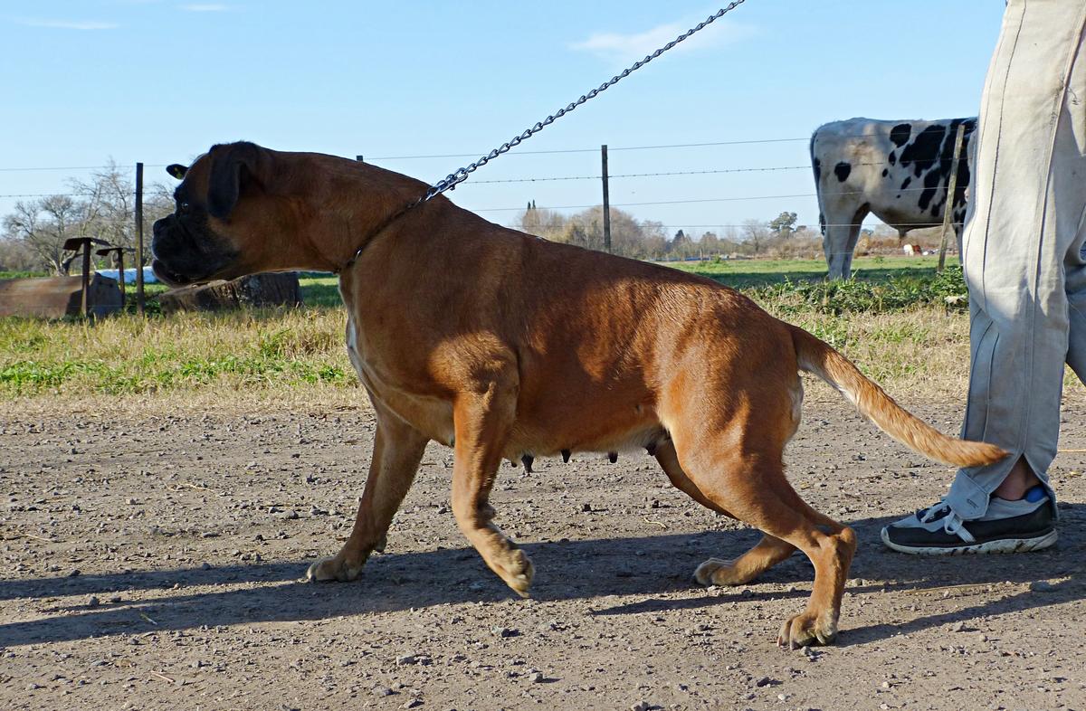 Juka Mbareté | Boxer 