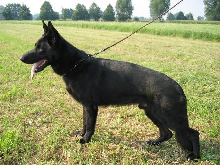 Evergrey's Kenny | German Shepherd Dog 
