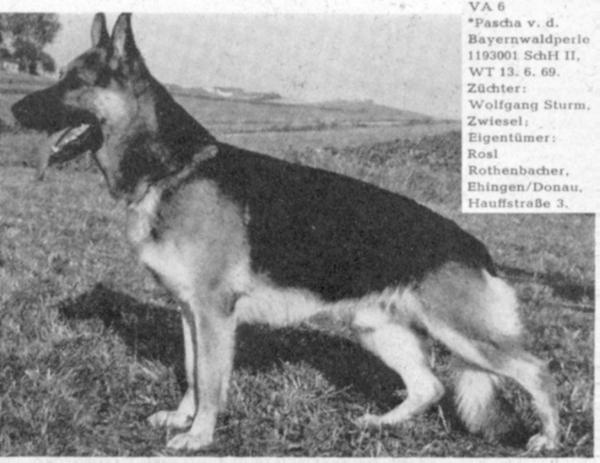 Pascha von der Bayernwaldperle | German Shepherd Dog 