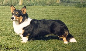 Copperleaf Indiana | Cardigan Welsh Corgi 