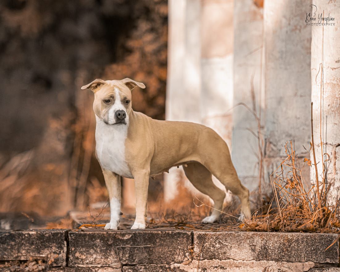 Bakaroro end Itubori Vasilisa | American Staffordshire Terrier 