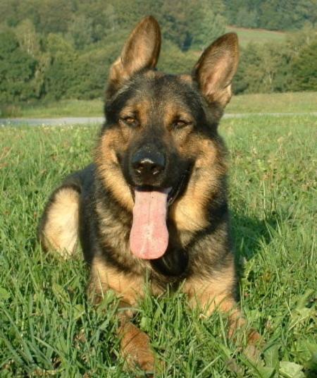 Boss vom Arnoldus | German Shepherd Dog 