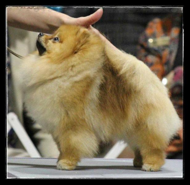 Firesprite's Bossa Nova of Lenette | Pomeranian 