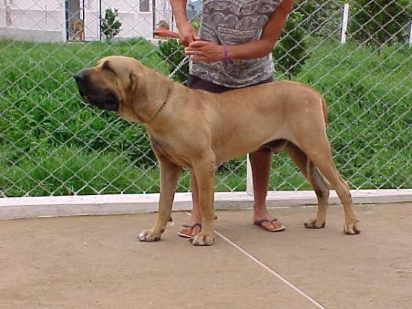 Hercules do alto quatis | Fila Brasileiro 