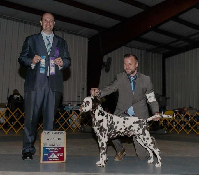 Fenway's Golden Glove Contender | Dalmatian 