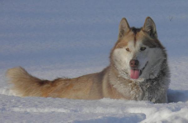 Beygi | Alaskan Malamute 