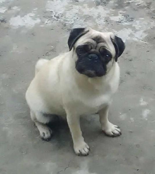 Snowkastell Lara | Pug 