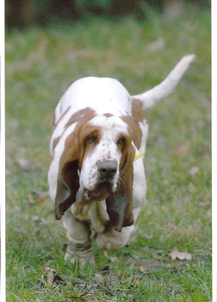 Guimauve du domaine de Couroules | Basset Hound 