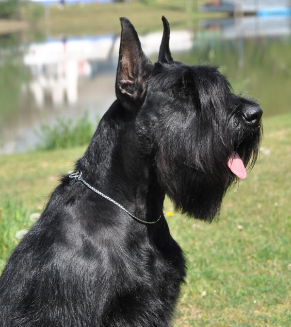 Gently Born Ya Hot Number | Giant Schnauzer 