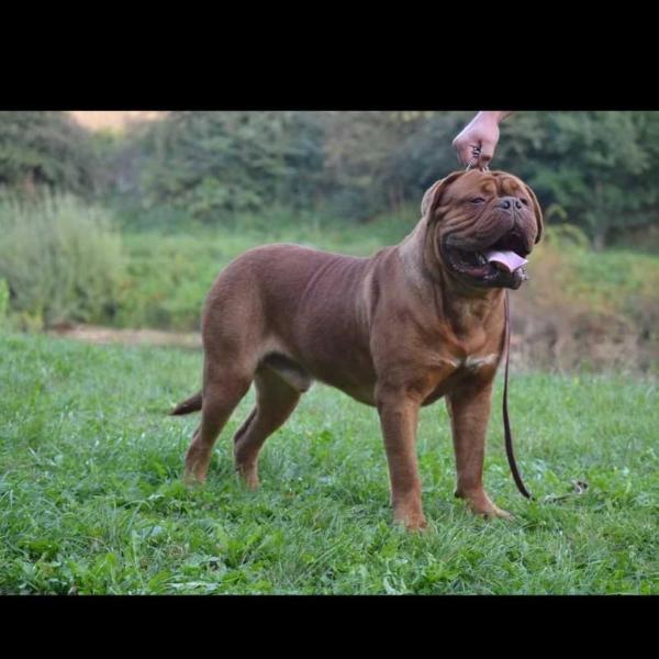 Best Of Me Diamonds In The Sky | Dogue de Bordeaux 