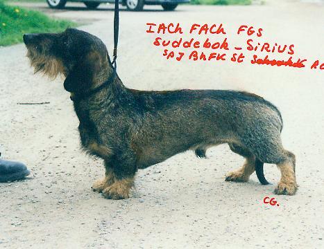 suddebok sirius | Dachshund 