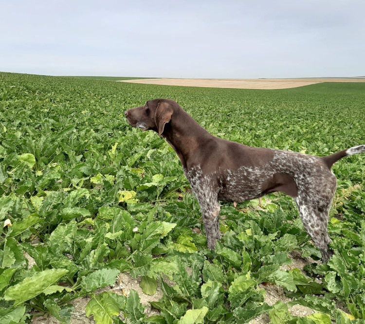 Prada du Clos de Rêve D’Or | German Shorthaired Pointer 