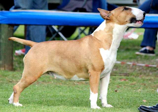 Shodan Amber Fire Glow | Bull Terrier 