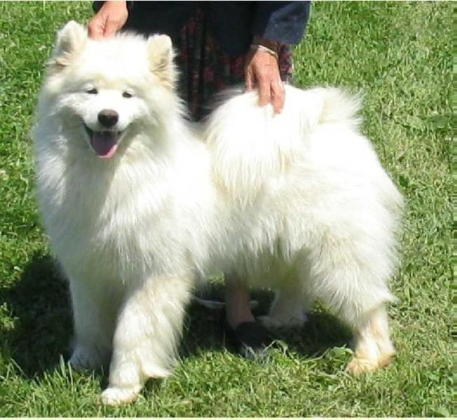 Kolinka`s Kiana | Samoyed 