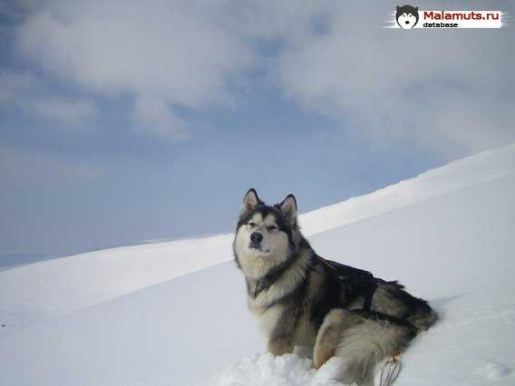 Ganna Ot Filippovoy | Alaskan Malamute 