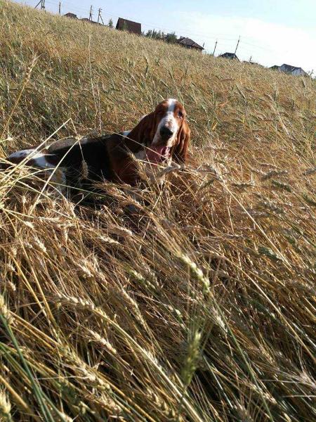 VIRINEYA VLADICHICA LESA IZ STALNOGO KRAYA | Basset Hound 