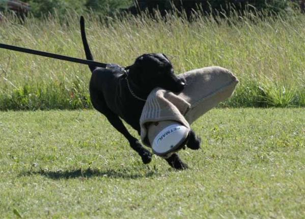 Megas Ethan | Giant Schnauzer 