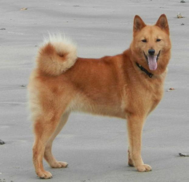 Thedina's EILA | Finnish Spitz 