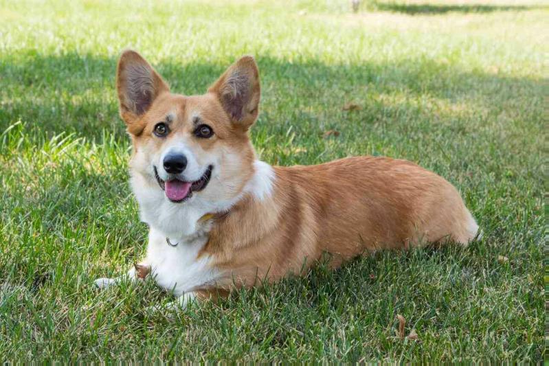 Virginia Wonderful World n/b | Pembroke Welsh Corgi 