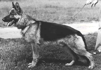 Cäsar von Arminius | German Shepherd Dog 