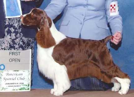 Gentry's Goddess | English Springer Spaniel 