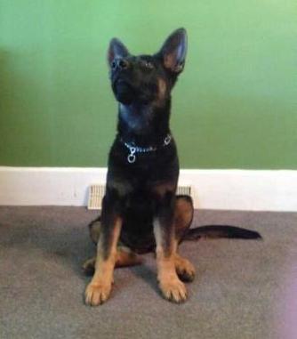 Southern Shepherd's Daisy | German Shepherd Dog 