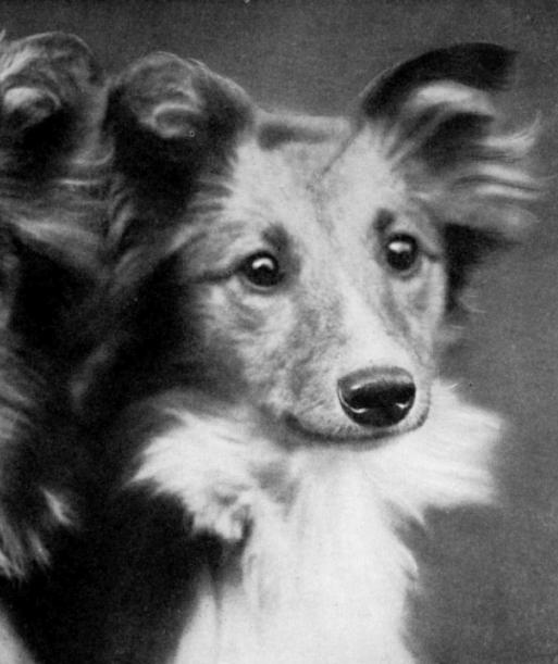 Eltham Park Evette | Shetland Sheepdog 