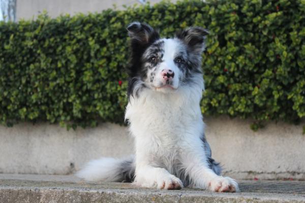 Naranjo de Bulnes Pathfinder | Border Collie 