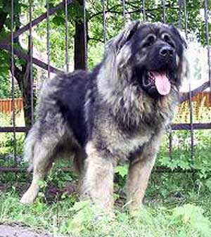 RUSSKIY RISK LYUTR | Caucasian Mountain Dog 