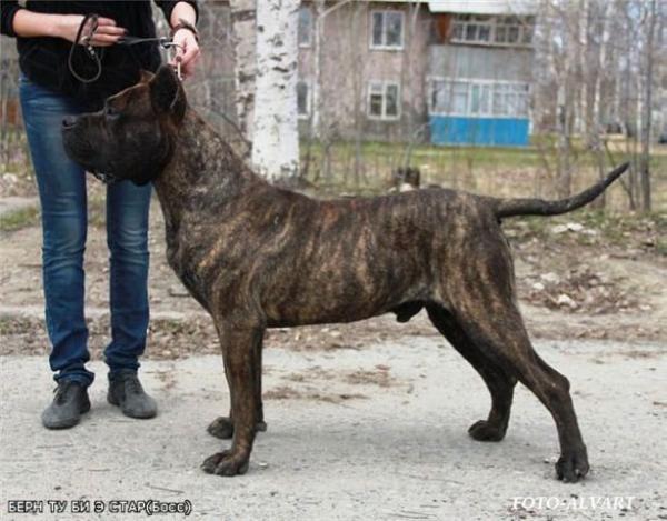 Bern To Bi A Star | Perro de Presa Canario 