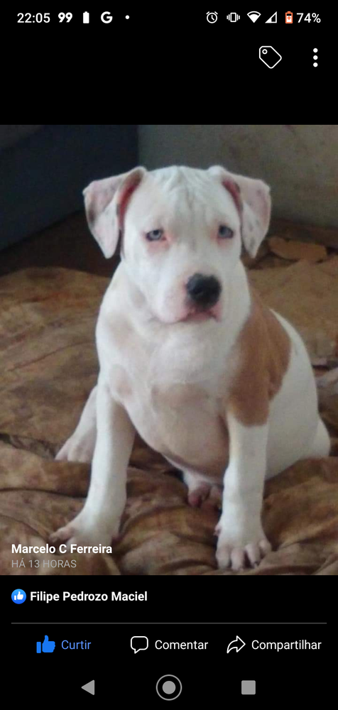 Luna Padre Reus | American Staffordshire Terrier 
