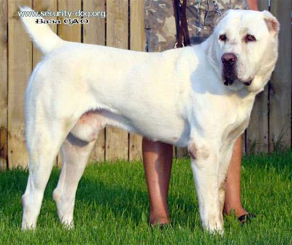 Illhan | Central Asian Shepherd Dog 