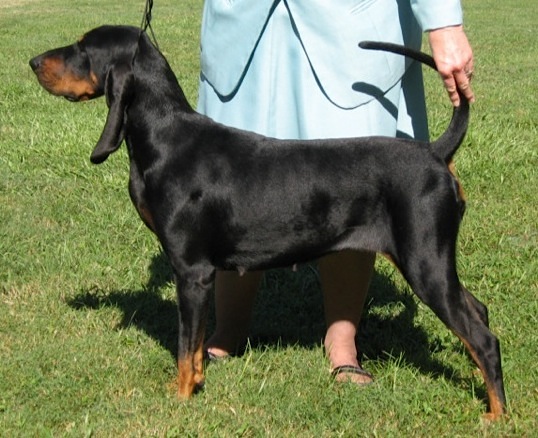 Jazzman Sometimes A Lady At Eljay | Black and Tan Coonhound 